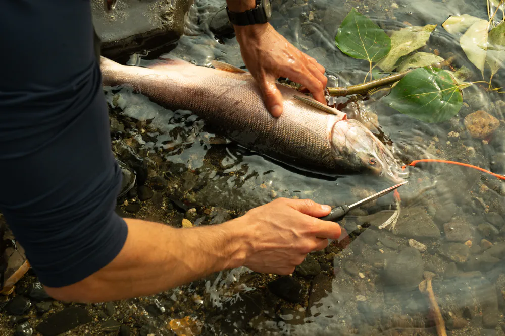Hands breaking down a fresh salmon in the shallows of a river