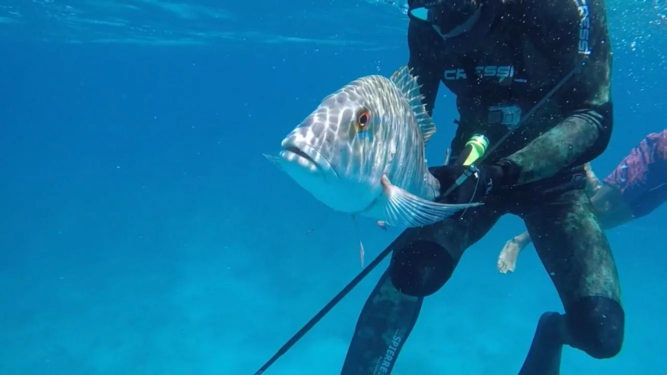 A mutton snapper held close to the camera underwater, just taken by a spearfisher